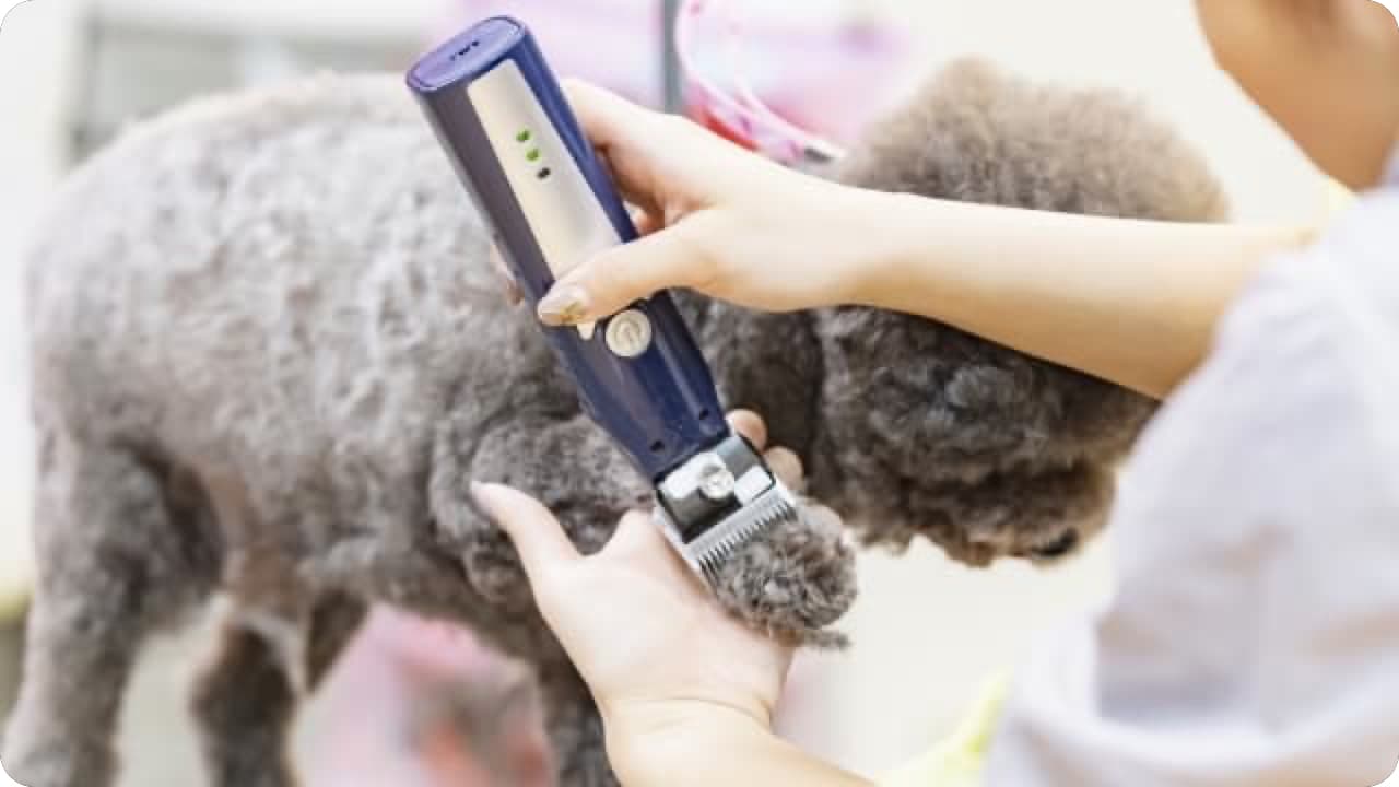 犬