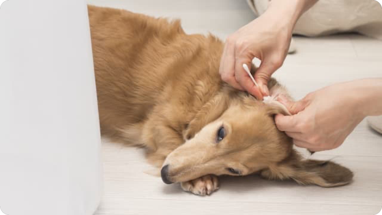 犬