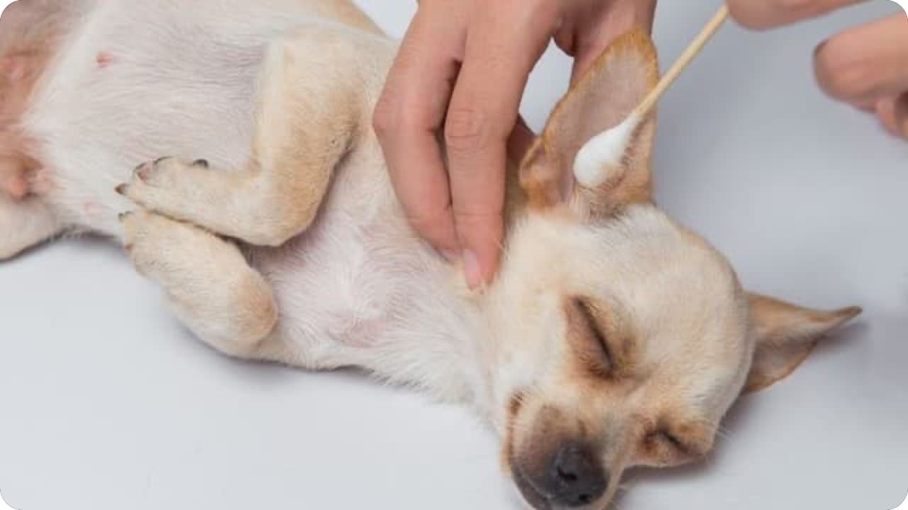 犬