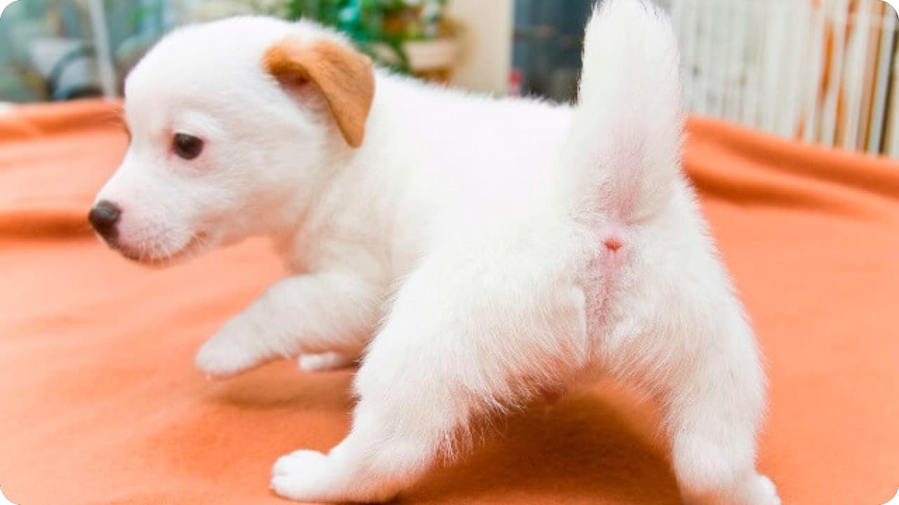 犬