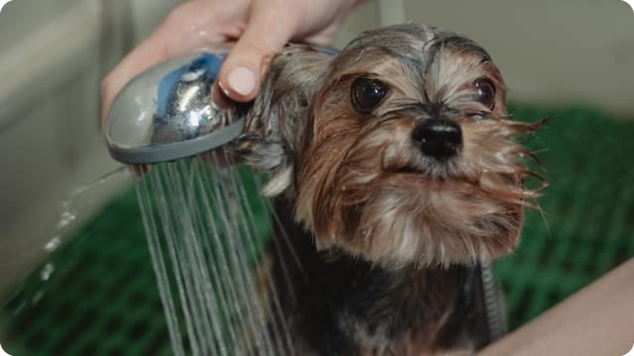 犬