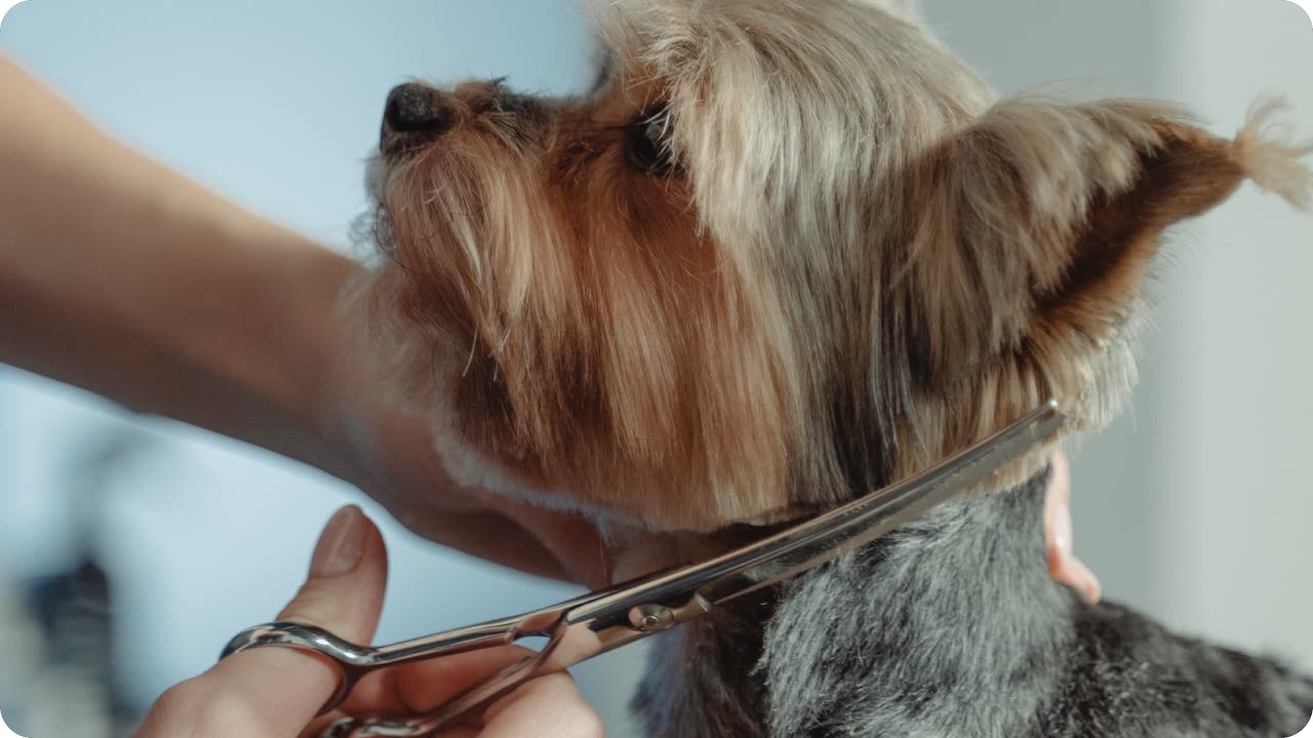 犬